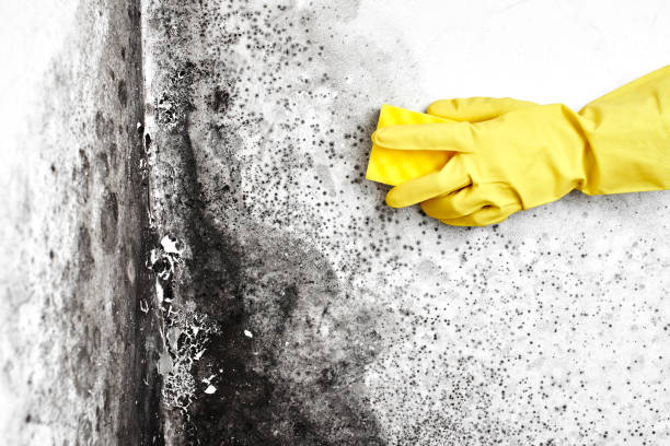 Certified Mold Removal in Catalina Foothills, AZ