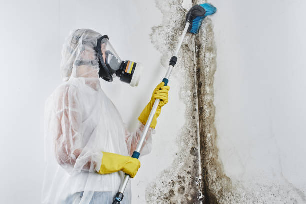 Best Affordable Mold Removal  in Catalina Foothills, AZ