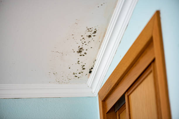 Best Crawl Space Mold Removal  in Catalina Foothills, AZ