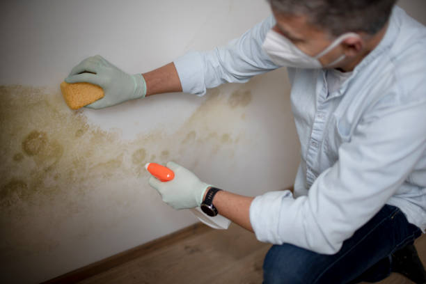 Best Certified Mold Removal  in Catalina Foothills, AZ