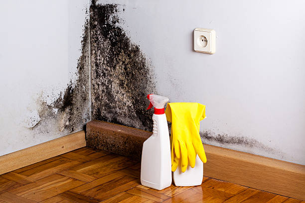 Professional Mold Removal in Catalina Foothills, AZ