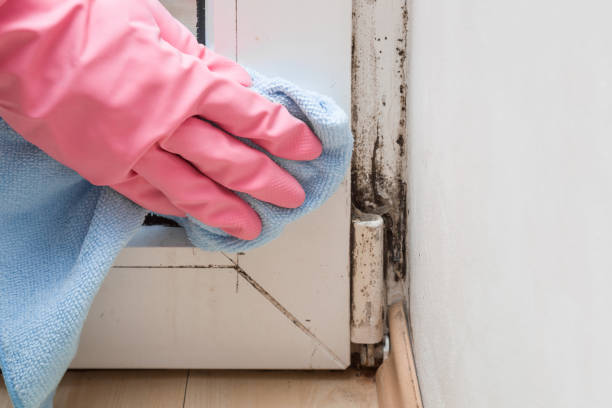 Attic Mold Removal in Catalina Foothills, AZ